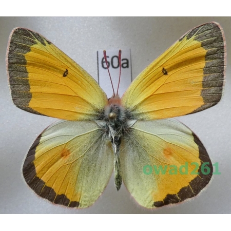 Colias krauthii kluanensis Ferris, 1981 male Canada60a